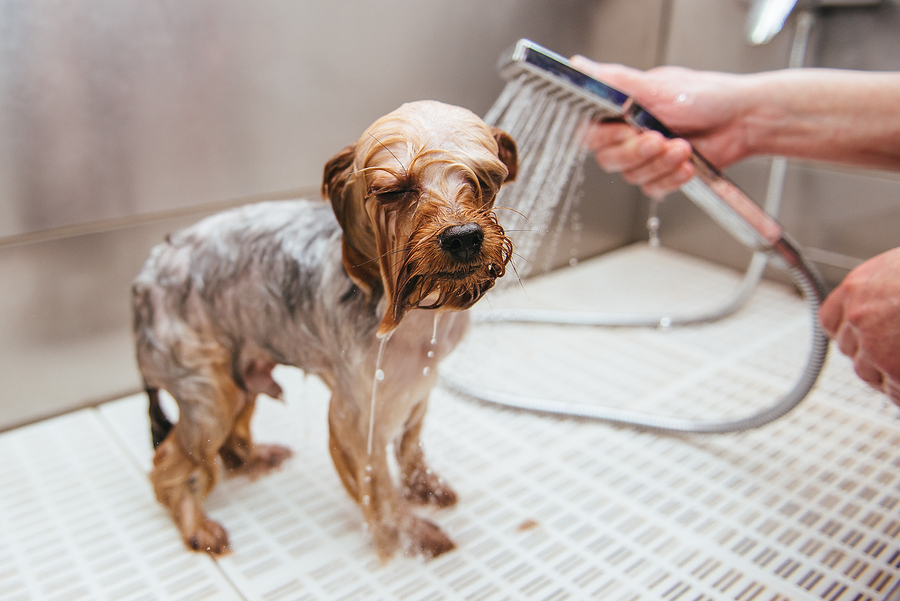 dog-washing-station-bozeman-mt-bridger-bubbles-car-dog-wash